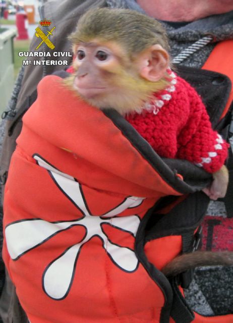 La Guardia Civil se incauta de un ejemplar de mono tití en las fiestas de Carnaval de Águilas
