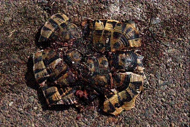 El 'corredor de la muerte' de la tortuga mora está en Águilas