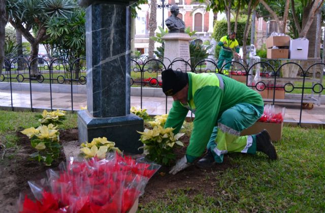 Cerca de un millar de flores de pascua vestirán de Navidad los jardines de Águilas