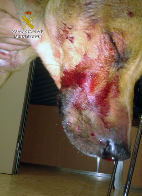 La Guardia Civil imputa al presunto autor de disparar a un perro