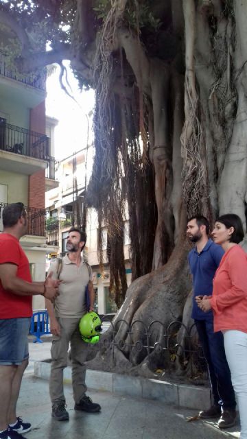 Arbolistas con certificación europea revisan en profundidad los ficus de La Glorieta