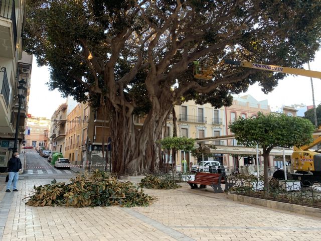 El Ayuntamiento lleva a cabo la poda anual de los monumentales Ficus de la Plaza de España