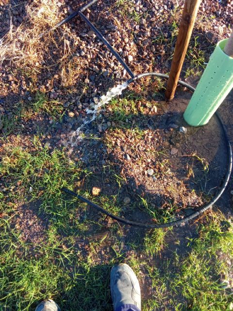 Las zonas verdes de la localidad, foco de actos vandálicos planificados con la intención de causar el mayor daño posible