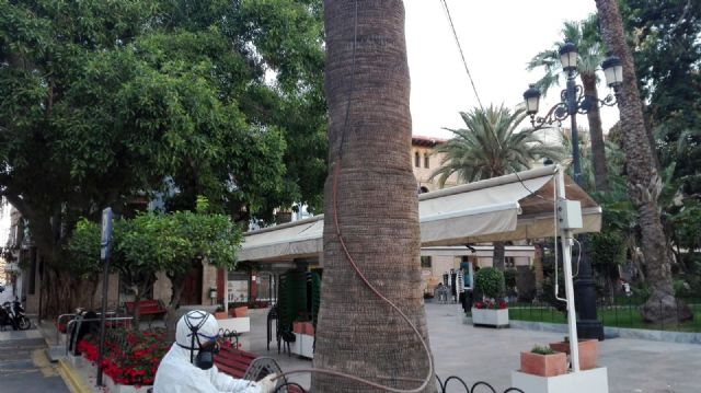Un técnico con formación especializada realiza controles periódicos y sondeos de revisión anti picudo de las palmeras de Águilas