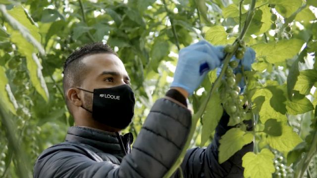 Looije cierra el 2021 con un crecimiento del 19%