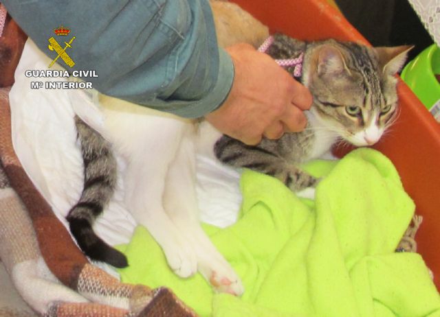 La Guardia Civil investiga a dos vecinos de Águilas por disparar contra un gato doméstico