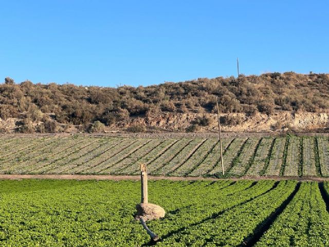 El Partido Popular denuncia el robo de varias líneas eléctricas en la pedanía de Marina de Cope