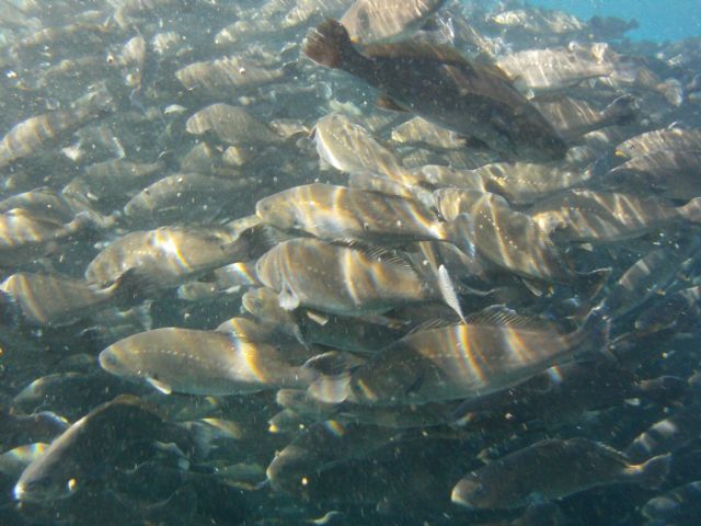 La UPCT dirige un proyecto interuniversitario de mejora genética de corvina en Águilas