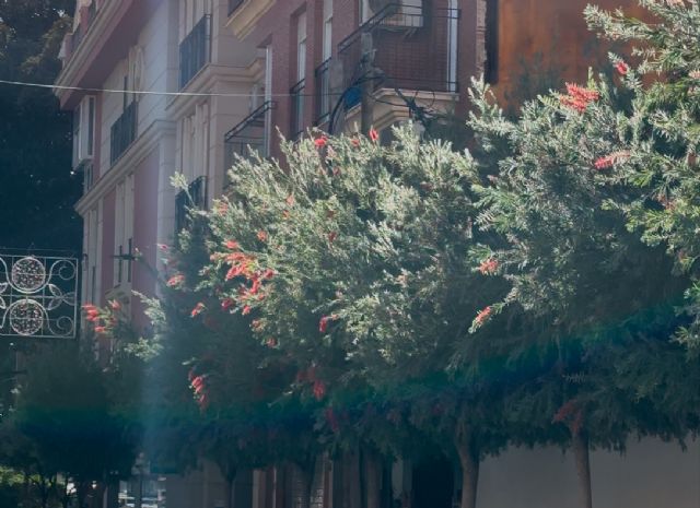 Sáez: 'Solicitamos al Ejecutivo de Moreno que aumente la poda de árboles en la calle Castelar'