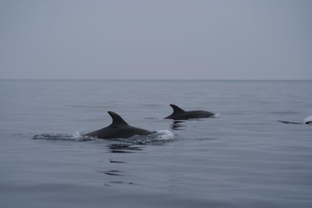 La fatal de viento obliga a suspender la primera manga de la Regata Carnaval de Águilas 2020