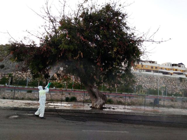El Ayuntamiento aplica un tratamiento intensivo para 'mejorar la salud' de un algarrobo en la Urbanización los Jardines