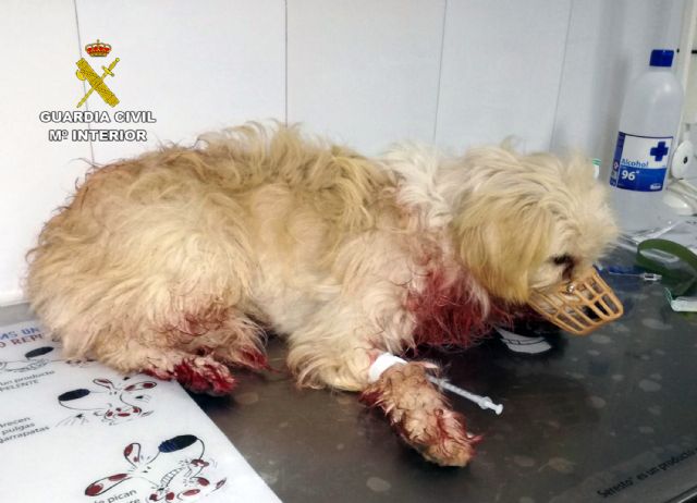 La Guardia Civil investiga a un vecino de Calabardina que presuntamente disparó a un perro con una escopeta