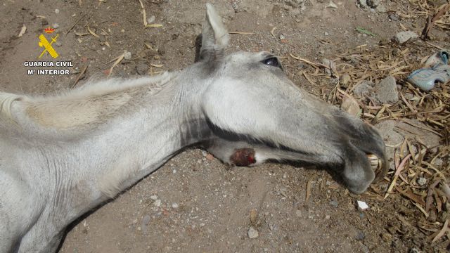La Guardia Civil investiga a un vecino de Águilas por abandono animal