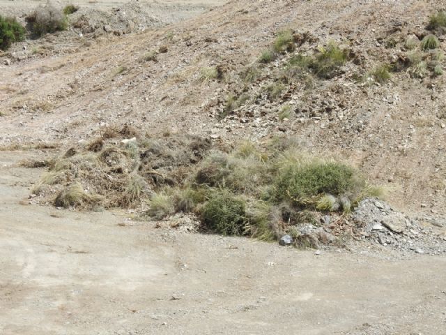 Graves daños al medio natural por una roturación con fines urbanísticos en Águilas