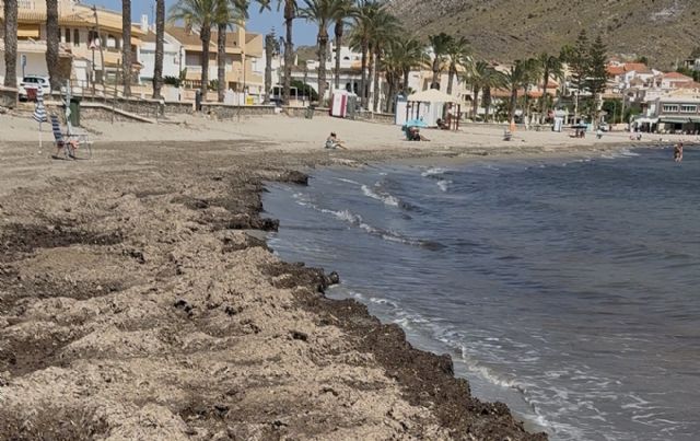 El PP de Águilas pide modificar el decreto de protección de la posidonia para garantizar el acceso al ba&ntilde;o en Calabardina