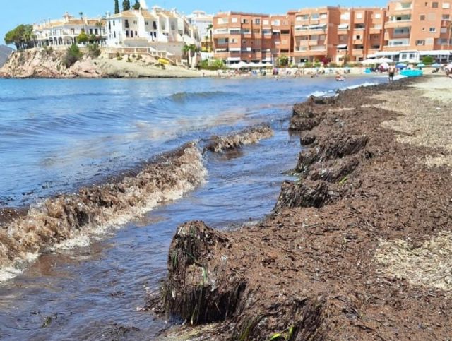 El PP propone al Gobierno de Mari Carmen Moreno que actúe ante la acumulación excesiva de posidonia en las playas urbanas de Águilas