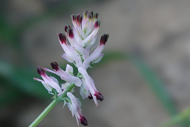 Descubierta una joya botánica en Cabo Cope (Águilas)