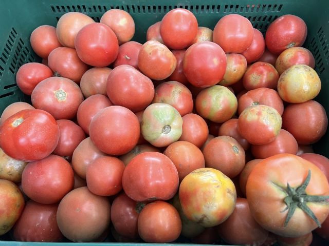 El PP solicita la reducción de los módulos fiscales para el cultivo del tomate ante la pérdida de rentabilidad del sector