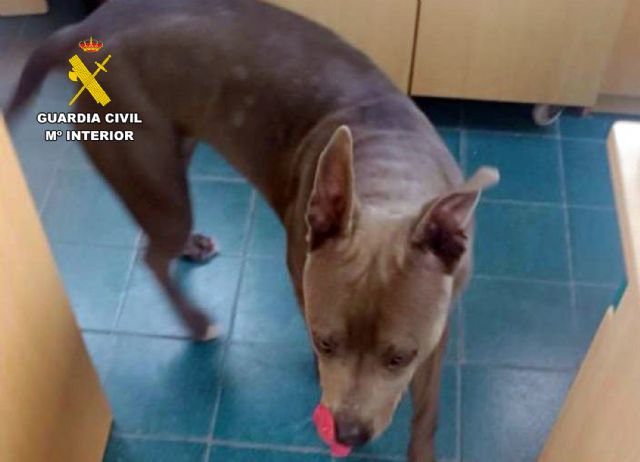 La Guardia Civil investiga a un vecino de Águilas por abandono y maltrato animal de dos perros