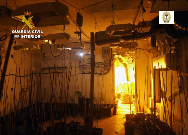 La Guardia Civil desmantela en Águilas dos invernaderos clandestinos con más de 800 plantas de marihuana