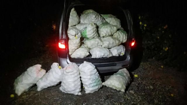 La Policía Local recupera una tonelada y media de limones sustraídos de una finca agrícola