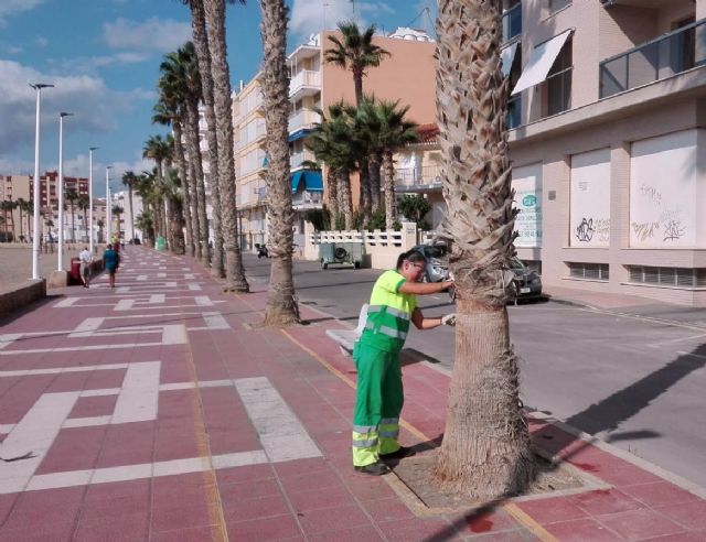 El Ayuntamiento 'afeita' las partes inferiores de algunas palmeras para mejorar la seguridad de los viandantes
