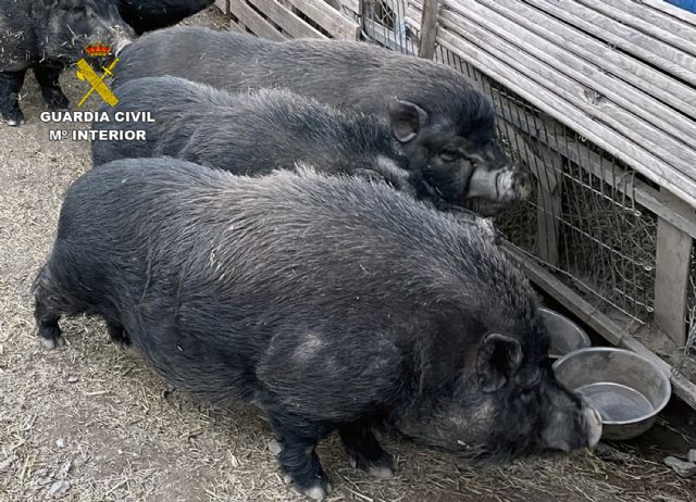 La Guardia Civil denuncia a una persona por la tenencia de diez cerdos vietnamitas sin la documentación correspondiente