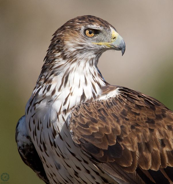 El Águila Perdicera es elegida por los escolares como el 'Aguileño del año'