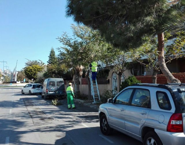El Ayuntamiento está podando, rama a rama, más de 3.000 árboles del municipio de Águilas