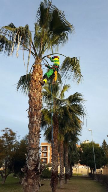 Más de 2300 palmeras del municipio pasan por ´la peluquería´ para lucir sus mejores galas