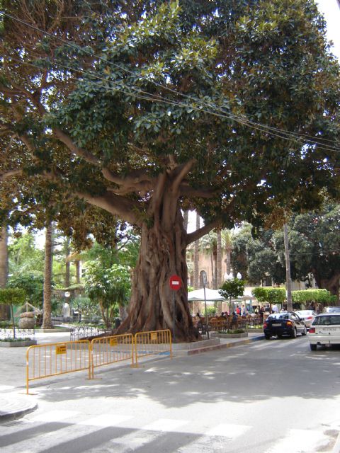 Ciudadanos pregunta a la concejal de medio ambiente, Isabel Mª Torrente, liberada en 'diferido', por el estado de salud de los grandes árboles en Plaza de España