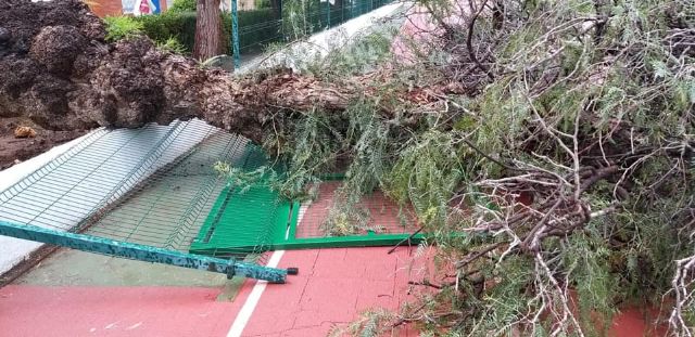 Las fuertes rachas de viento provocan la caída de un árbol en la instalaciones del Polideportivo Municipal de Águilas