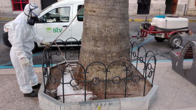El Ayuntamiento de Águilas aplica tratamientos fungicidas a varias palmeras del municipio