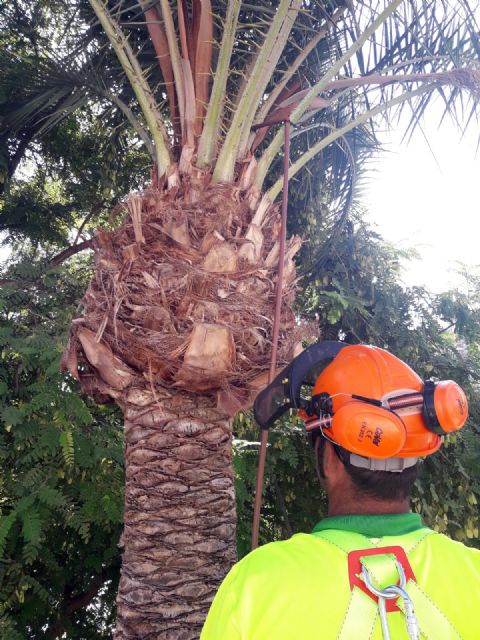 El Ayuntamiento comienza una campaña de fumigación anti picudo en más de 300 palmeras datileras